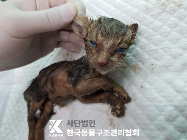 [고양이] 한국 고양이 서울-구로-2025-00076 유기동물 배경 이미지 입니다.